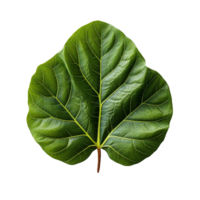 Fiddle Leaf Fig Leaf isolated on background with Generative AI png