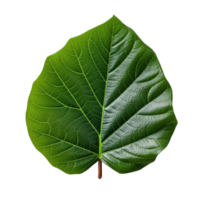 Fiddle Leaf Fig Leaf isolated on background with Generative AI png