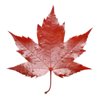 Japanese Maple Leaf isolated on background with Generative AI png