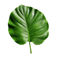 monstera feuille isolé sur Contexte avec génératif ai png