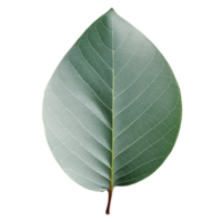 Eucalyptus Leaf isolated on background with Generative AI png