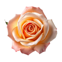 Rose isolated on background with Generative AI png