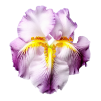 Iris flower isolated on background with Generative AI png