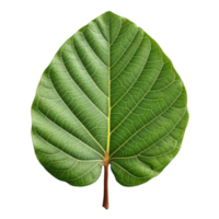 Fiddle Leaf Fig Leaf isolated on background with Generative AI png