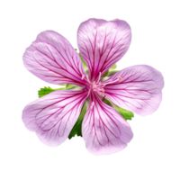 Geranium flower isolated on background with Generative AI png