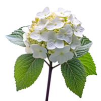 Hydrangea flower isolated on background with png