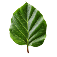 Fiddle Leaf Fig Leaf isolated on background with Generative AI png