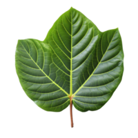 Fiddle Leaf Fig Leaf isolated on background with Generative AI png