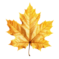 Maple Leaf isolated on background with Generative AI png