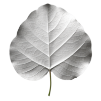 Silver Dollar Eucalyptus Leaf isolated on background with Generative AI png