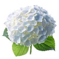 Hydrangea flower isolated on background with Generative AI png