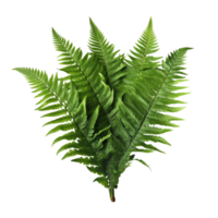 Fern Leaf isolated on background with Generative AI png