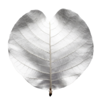 Silver Dollar Eucalyptus Leaf isolated on background with Generative AI png
