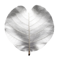 Silver Dollar Eucalyptus Leaf isolated on background with png