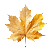 Maple Leaf isolated on background with Generative AI png