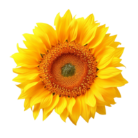 Sunflower isolated on background with Generative AI png