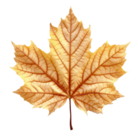 Maple Leaf isolated on background with Generative AI png