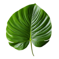 Monstera Leaf isolated on background with Generative AI png