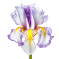 Iris flower isolated on background with Generative AI png