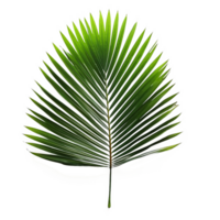 Palm Leaf isolated on background with Generative AI png