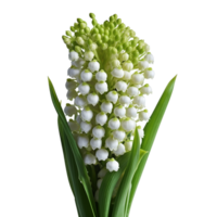 Lily of the Valley flower isolated on background with Generative AI png