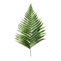 Fern Leaf isolated on background with Generative AI png