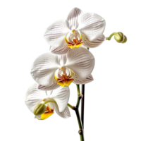 Orchid flower isolated on background with Generative AI png