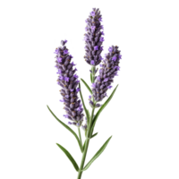 Lavender flower isolated on background with Generative AI png