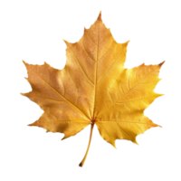 Maple Leaf isolated on background with Generative AI png
