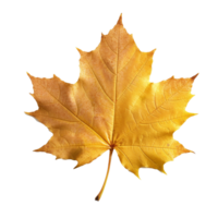 Maple Leaf isolated on background with png