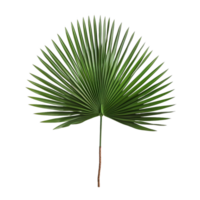 Palm Leaf isolated on background with Generative AI png