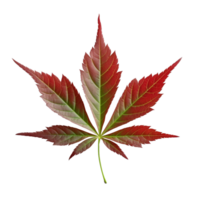 Japanese Maple Leaf isolated on background with Generative AI png