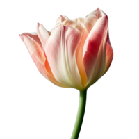 tulipa flor isolado em fundo com generativo ai png