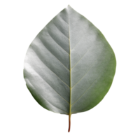 Eucalyptus Leaf isolated on background with Generative AI png