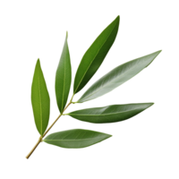 Olive Leaf isolated on background with Generative AI png