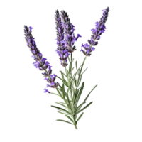 Lavender flower isolated on background with Generative AI png