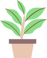 illustration of a plant in a pot. plants with colored leaves. free png