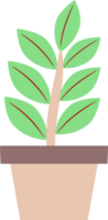 ilustração do uma plantar dentro uma Panela. plantas com colori folhas. livre png