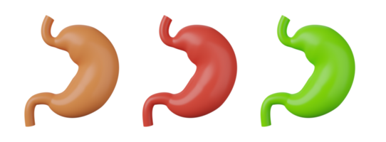 the stomach 3d set png