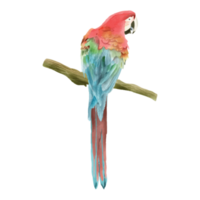macaw scarlet watercolor sticker png
