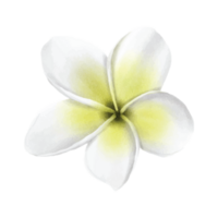 hand- getrokken tropisch bloemen sticker verzameling png