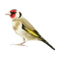 jilguero pájaro acuarela pegatina png