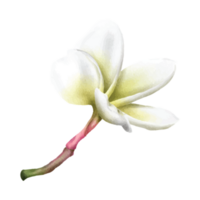 hand- getrokken tropisch bloemen sticker verzameling png