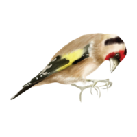 jilguero pájaro acuarela pegatina png