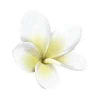 hand- getrokken tropisch bloemen sticker verzameling png