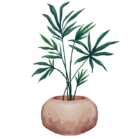 Home potted plants. Houseplants in plant pots, flower potted plant, green leaves interior decoration isolated watercolor illustration transparent. png