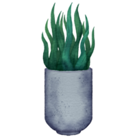 casa em vaso plantas. plantas de interior dentro plantar potes, flor em vaso plantar, verde folhas interior decoração isolado aguarela ilustração transparente. png