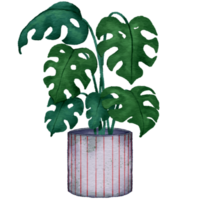 casa em vaso plantas. plantas de interior dentro plantar potes, flor em vaso plantar, verde folhas interior decoração isolado aguarela ilustração transparente. png