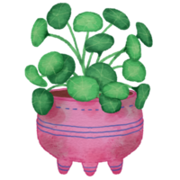 Home potted plants. Houseplants in plant pots, flower potted plant, green leaves interior decoration isolated watercolor illustration transparent. png