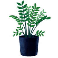 casa em vaso plantas. plantas de interior dentro plantar potes, flor em vaso plantar, verde folhas interior decoração isolado aguarela ilustração transparente. png